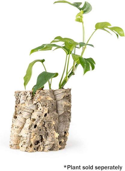 Josh's Frogs Virgin Cork Planters (6 inch Tall)