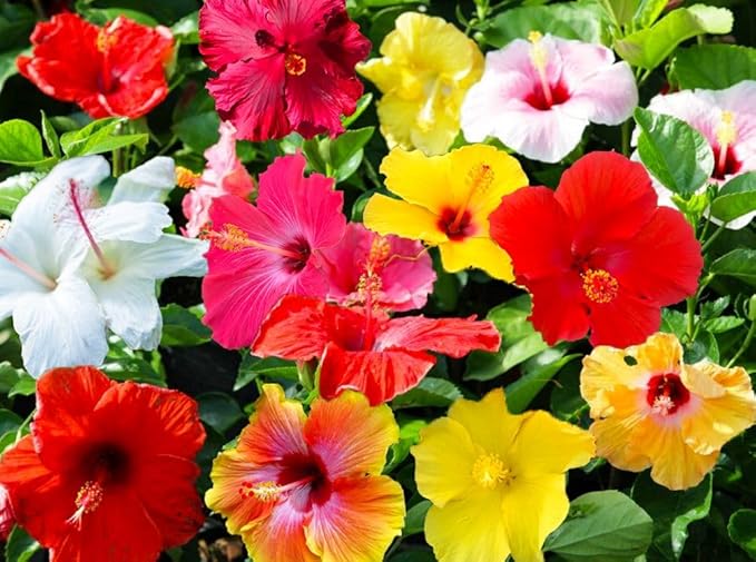 20 Giant Hibiscus Flower Seeds Hardy,Mix White Pink Red Color, DIY Home Garden Potted or Yard Flower Plant,