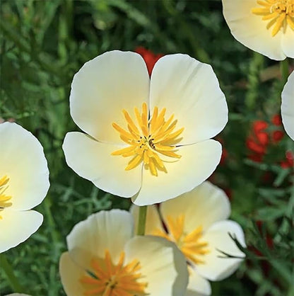 California Dreaming Mix of California Poppy Seeds .- Approximately 6,000 Seeds - Non GMO