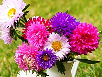 200+ Perennial Aster Flower Seeds for Planting Outdoors-Rainbow Flower Garden Home Fragrant Butterfly