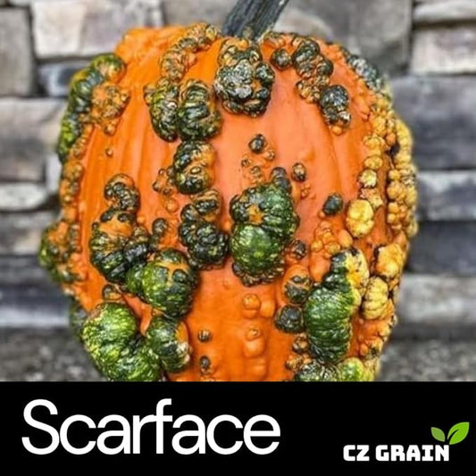 Scarface Pumpkin Seeds for Planting (10 Seeds) – Unique Warted Variety with Green and Orange Skin – Easy to Grow Heirloom Pumpkin for Fall Gardens, Halloween & Harvest Displays
