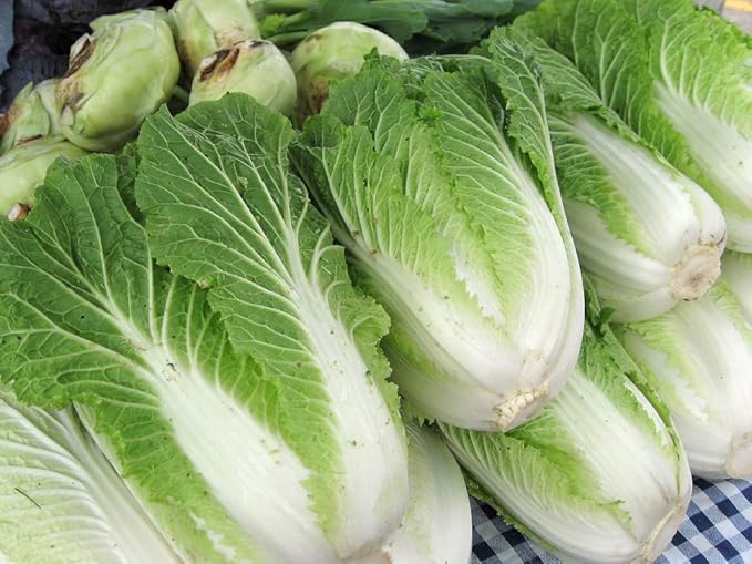 Seeds Napa - Chinese Cabbage - Heirloom Vegetable - GMO Free