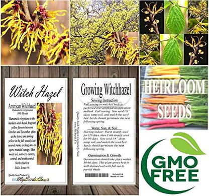 BIG PACK - (100) Witch Hazel Seeds - Hamamelis virginiana American Witchhazel - Non-GMO Seeds by MySeeds.Co (Big Pack - Witch Hazel)