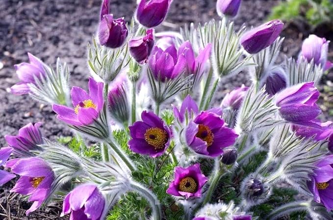 Seeds Eastern Pasqueflower 30 Seeds for Planting Prairie Crocus Perennial Plant
