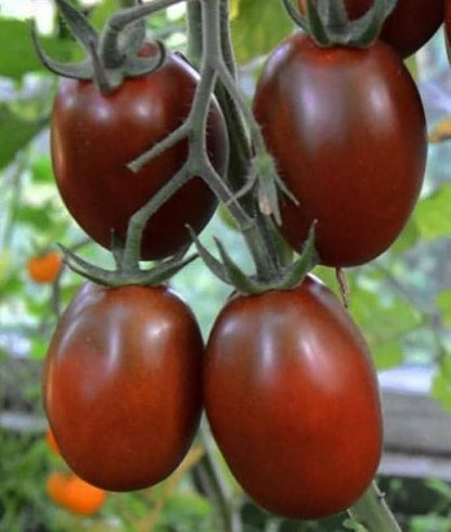 Seeds Vegetable Black De Barao Tomato - 40 Seeds