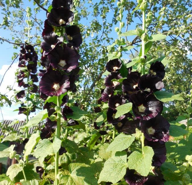 Seeds Hollyhock Nigra Giant Mallow Flower Perennial Outdoor Garden Cut Flowers for Planting