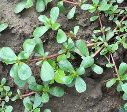 7000+ Green Purslane Seeds – 1 oz Non-GMO Heirloom Vegetable Seeds for Planting – Fast-Growing, High-Yield, Organic Garden Seeds for Outdoor Planting