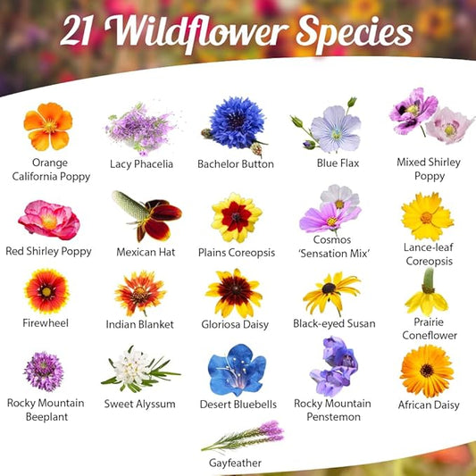 Drought Tolerant Wildflower Seeds - 4oz Packet, Open-Pollinated Bulk Flower Seed Mix for Beautiful Perennial, Annual Garden Flowers - No Fillers - 1/4 Pound