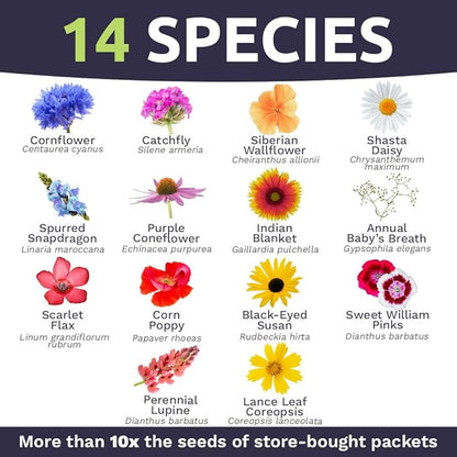 Sweet Yards - Northeast Wildflower Seed Regional Mixes - Bulk 1/4 Pound Bag - Over 30,000 Native Seeds - Open Pollinated and Non GMO Varieties for New York, Virginia, Pennsylvania, Maine and More!