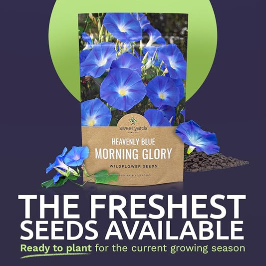 Morning Glory Seeds Heavenly Blue - Bulk 1/4 Pound Bag - Over 4,000 Fresh Flower Seeds
