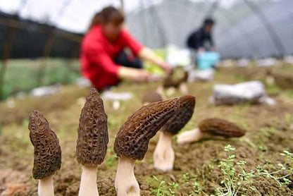 Black Morel Mushrooms Spores Mycelium Non GMO Spawn for Planting