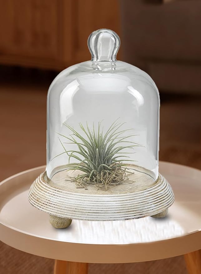 Serene Spaces Living Curio Glass Dome with Natural Wooden Base, Airplants, Flower Blooms, Accessories, Photos, Candles, Dessert Display, Home, Office Decor, Gift Idea - 6" Diameter & 7.5" Tall