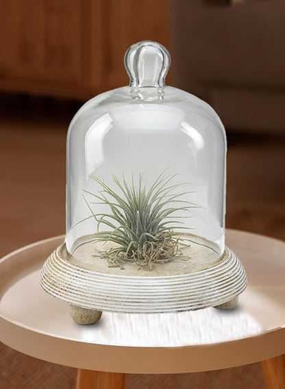 Serene Spaces Living Curio Glass Dome with Natural Wooden Base, Airplants, Flower Blooms, Accessories, Photos, Candles, Dessert Display, Home, Office Decor, Gift Idea - 6" Diameter & 7.5" Tall