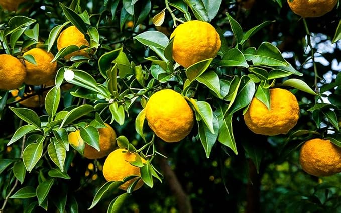 Gardenera's Citron Tree Soil Mix - The Perfect Blend of Quick-Draining Formula, Essential Nutrients for Healthy, Productive Citrus Medica Trees - [4 Quart Bag]