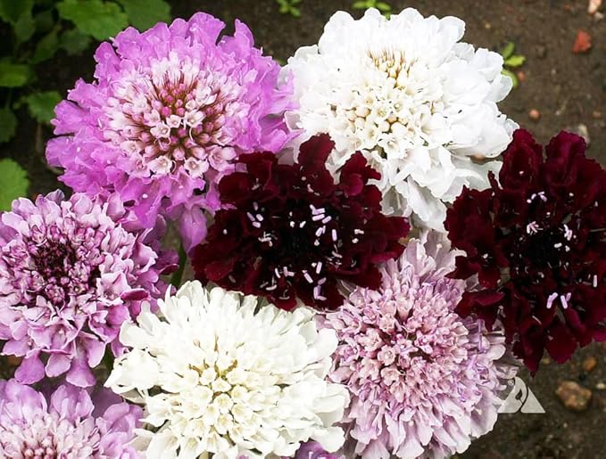 Pincushion or Scabiosa Mixed Seeds - 280 Imperial Mix Seed - Non GMO - Neonicotinoid-Free