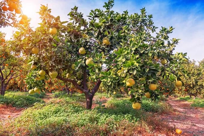 Gardenera's Premium Pomelo Tree Soil Mix - Quick Drain Potting Soil for Growing and Repotting Citrus Maxima - 3 Quart