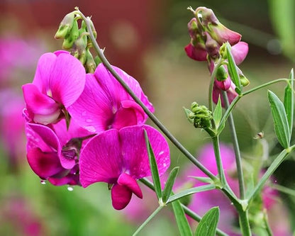 Sweet Pea Seeds 100 Seeds - Non-GMO Heirloom Seeds Brightly Colored Flowering Vines for Pergolas, Flower Beds, Balconies and Patios