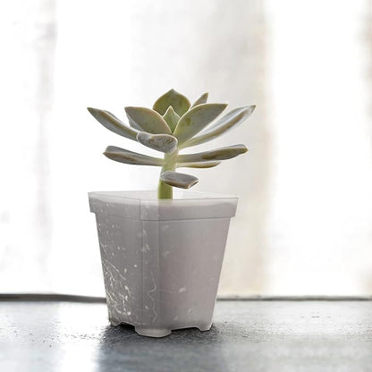 JOIKIT 120 Pack 3 Inch Clear Square Nursery Pot, Plastic Square Plant Pot with Drainage Hole, Transplant Seedling Nursery Planter for Indoor, Outdoor, Garden, Office, Balcony