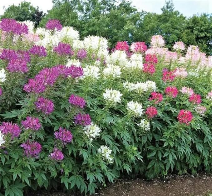 100+ Cleome Spider Flower Seeds Mixed Colors Flowers Cleome Planting