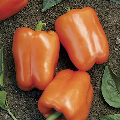 Park Seed Sweet Pepper Vegatable Plant Seeds, Easy to Grow, Spring Garden, Orange Blaze Hybrid, Pack of 15