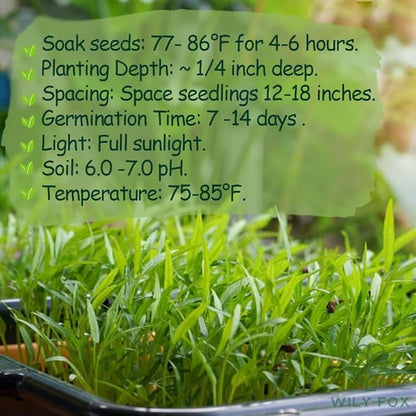 Premium Water Spinach Seeds – 500+ Heirloom Seeds for Growing Ong Choy, Fast-Growing Vegetable for Garden, Balcony, or Backyard – Easy to Grow & High Yield