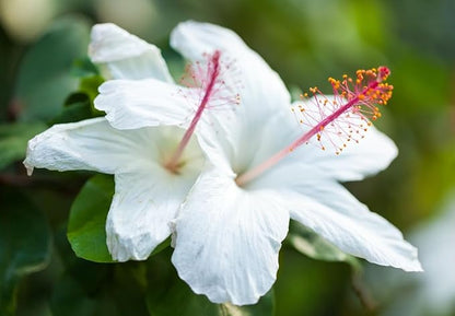 20 Giant Hibiscus Flower Seeds Hardy,Mix White Pink Red Color, DIY Home Garden Potted or Yard Flower Plant,