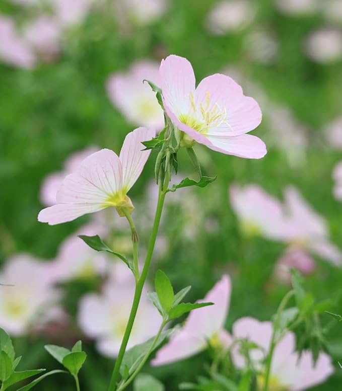200+ Mix Showy Evening Primrose Seeds Flowers Garden Planting