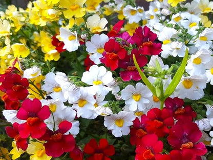 Seeds Nemesia Galaxy Seed Mix 450+ Seeds for Planting Annual Flowers