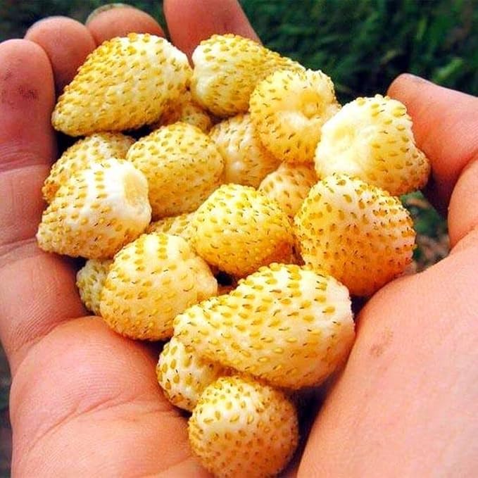 Seeds Alpine Strawberry Everbearing 'Yellow Wonder' Non GMO Heirloom