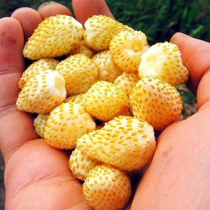 Seeds Alpine Strawberry Everbearing 'Yellow Wonder' Non GMO Heirloom