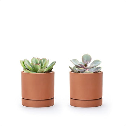 D'vine Dev XX-Small 3 Inch Terracotta Plant Pot with Drainage Hole and Saucer, Round Cylinder Planter Pot for Indoor Plants, Set of 2, 40-X-B-0