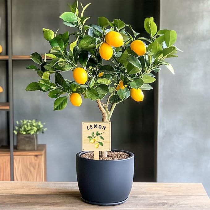 arricraft 15 Pcs Wooden Plant Labels, Fruit Themed Waterproof Garden Stake Labels T-Shaped Plant Marker with Fruit Names for Indoor Outdoor Potted Plants Nursery Marker Decoration