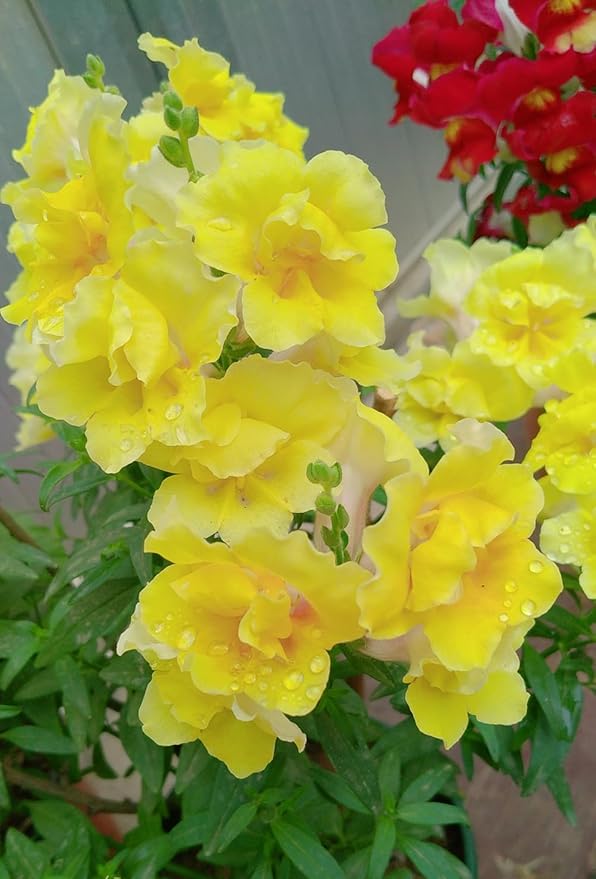 200pcs Snapdragon Seeds Flower Seed Antirrhinum majus Tetra Mix Multi Color Blooms Cut Flowers Non-GMO