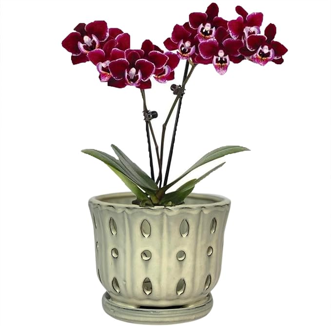 Ceramic Orchid Pot with Attached Saucer and Drainage Hole 6'' Orchid Planter (Cream)