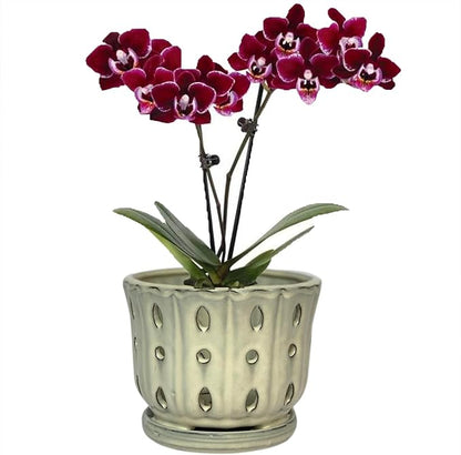 Ceramic Orchid Pot with Attached Saucer and Drainage Hole 6'' Orchid Planter (Cream)