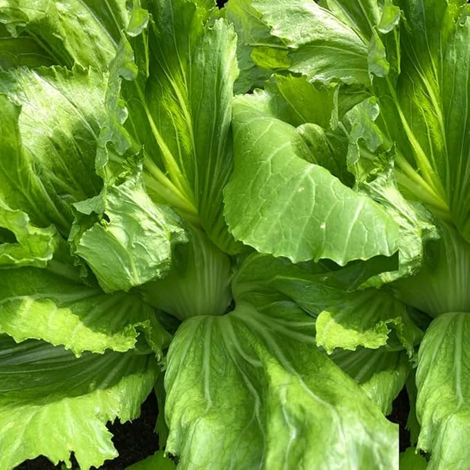 Rare Mustard Cabbage Seeds – 500 Seeds Heirloom Non-GMO, Fast-Growing Mustard Plant Seeds for Home Garden, Microgreens, and Cooking - Original Bold & Peppery Flavor