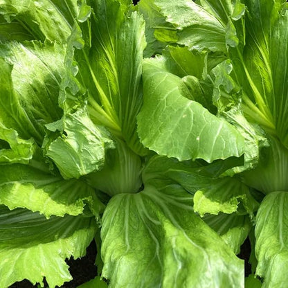 Rare Mustard Cabbage Seeds – 500 Seeds Heirloom Non-GMO, Fast-Growing Mustard Plant Seeds for Home Garden, Microgreens, and Cooking - Original Bold & Peppery Flavor