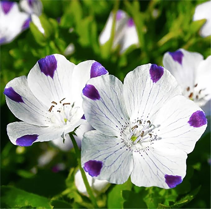 1 Oz Alternative Lawn Wildflower Seed Mix - Water Saving Ground Cover - Marde Ross & Company