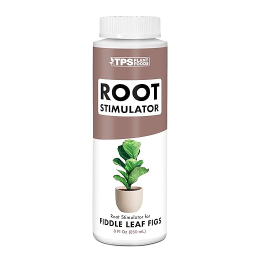 Root Stimulator for Fiddle Leaf Figs – Liquid Root Booster with Probiotics & Seaweed to Support Healthy Root Growth, 8 oz