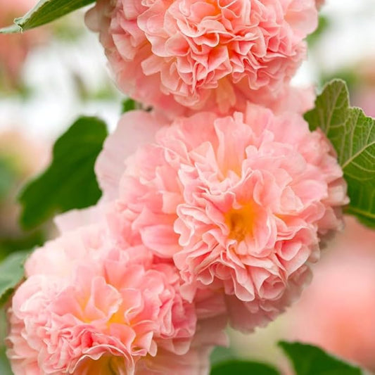Seeds Hollyhock Double Powder-Pink 40 Seeds for Planting Biennial Flower Alcea Rosea Rose Mallow
