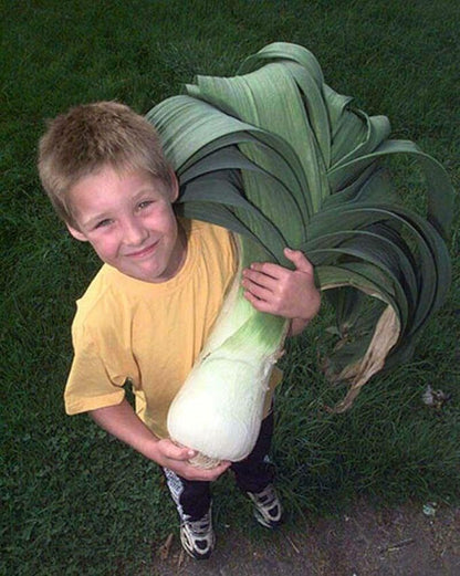 Seeds Leek Autumn Giant Onion - Heirloom Vegetable - GMO Free