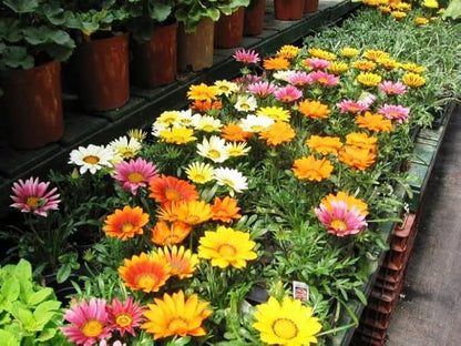 Seeds Treasure Flower Mix- Gazania - Annual Flowers for Planting - GMO Free