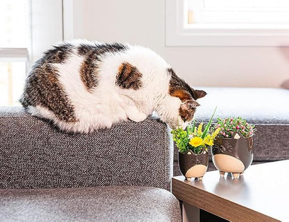 Abbott Collection Stoneware Cat on Legs Planter - Large (5" H)