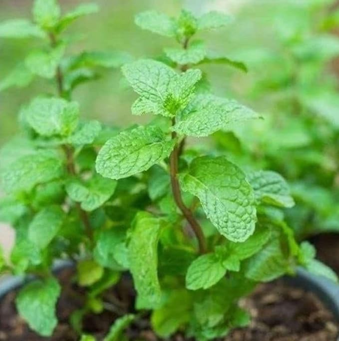 Set of 3 Vietnamese Vegetables Ngò GAI, Rau Càng Cua và Rau húng lủi Culantro Thai Parley, peperomia pellucida Plant Seeds and Vietnamese Perilla Seeds 1000++ Seeds/Bag