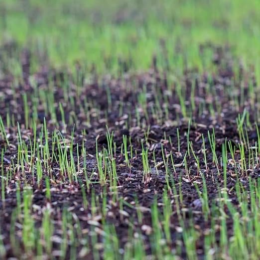 Starter Fertilizer 15-20-10 – (18 lbs.) High Phosphorus Lawn Food for New Grass Seed & Sod – Promotes Fast Root Growth, Stronger Germination & Early Green-Up – Professional Grade Lawn Fertilizer