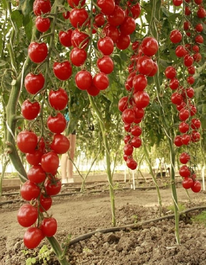 Seeds Vine Tomato Indeterminate Non GMO Heirloom