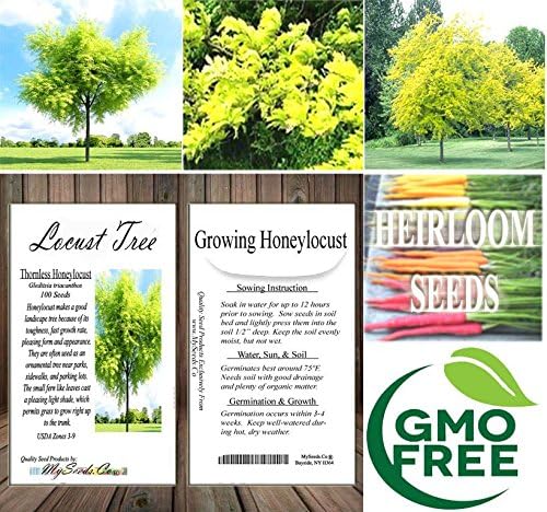 Big Pack - Thornless Honeylocust Tree Seed (100) - Gleditsia triacanthos Tree Seeds - Fragrant Blooms - Pods Used for Making Beer - Excellent Shade Tree - by MySeeds.Co (Big Pack - Honeylocust)