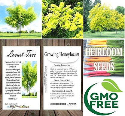 Big Pack - Thornless Honeylocust Tree Seed (100) - Gleditsia triacanthos Tree Seeds - Fragrant Blooms - Pods Used for Making Beer - Excellent Shade Tree - by MySeeds.Co (Big Pack - Honeylocust)