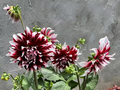 100+ Mixed Colors Dahlia Seeds Dream Flowers Garden Planting