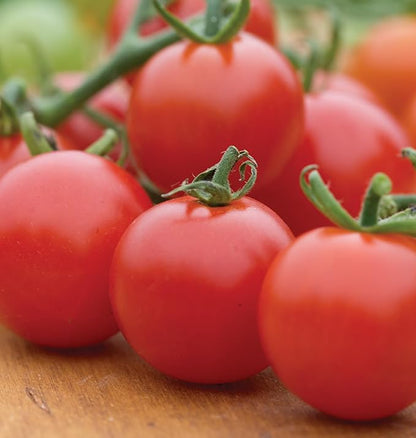 Burpee 'Super Sweet 100' Hybrid, Cherry Tomato, 50 Non-GMO Seeds